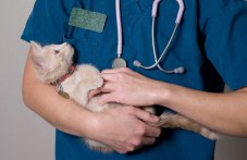balgarskite-veterinari-praznuvat-dnes-815.jpg