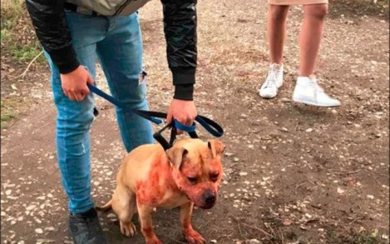 Куче без намордник нахапа жестоко улична котка в Кючука