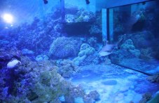 unikalen-leden-akvarium-shte-ima-plovdiv-843.jpg