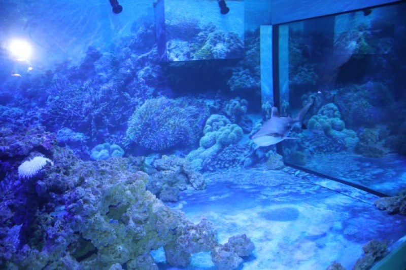 Уникален леден аквариум ще има в Пловдив
