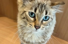 Пловдивчанин спаси котка от жена, искала да я изгори жива