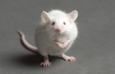novo-nivo-transplantologiiata-mishki-968.jpg