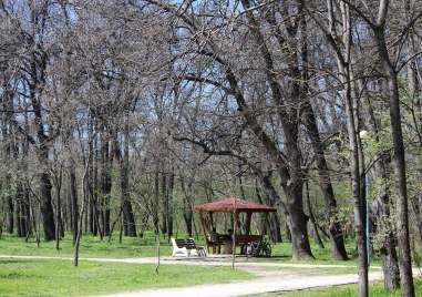 Премахват сухи дървета и клони в парк „Лаута“