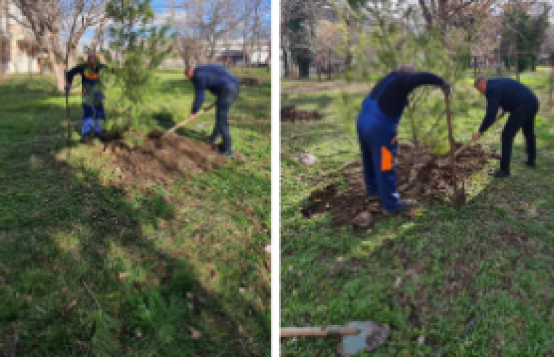 15 нови иглолистни дървета пуснаха корени в “Северен“