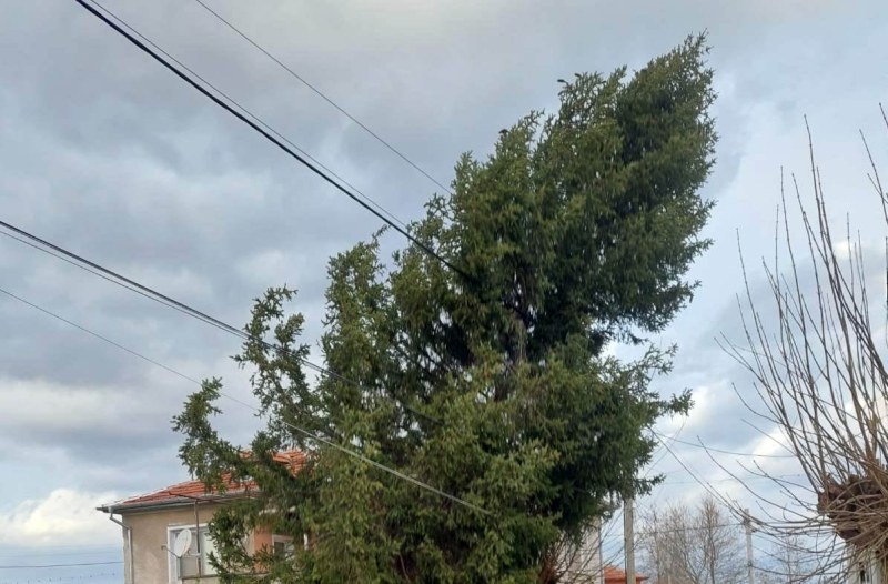 Сигнали за паднали дървета вдигнаха пожарникари в Карлово, Асеновград, Първомай и Пловдив