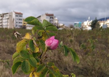 Роза цъфна посред зима в Сопот