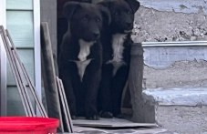 Две кученца, спасени на Околовръстното в Пловдив, търсят любящ дом