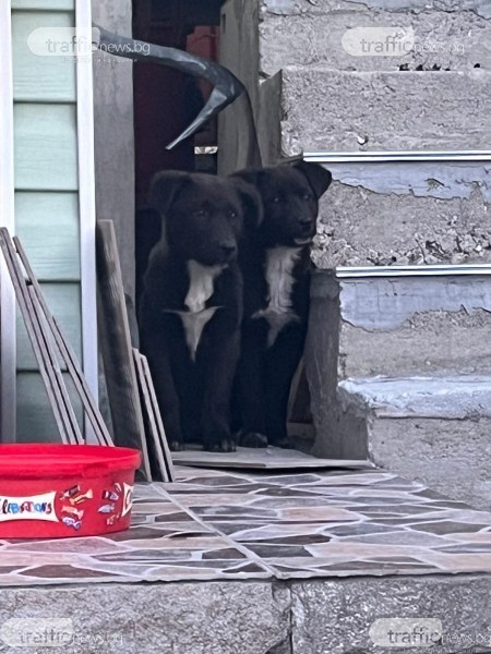 Две кученца, спасени на Околовръстното в Пловдив, търсят любящ дом