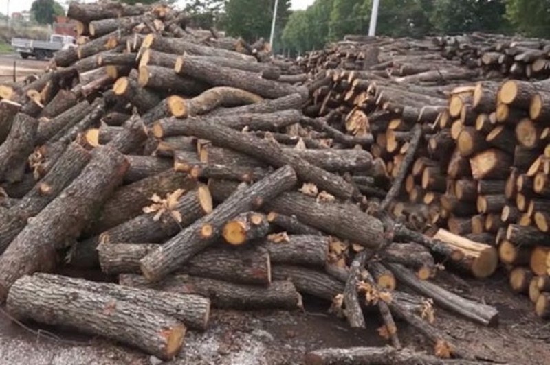 Незаконни дърва откриха в имот в Йоаким Груево