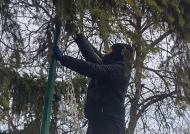Акция! Подкастриха опасни дървета в Пловдивския Бевърли хилс