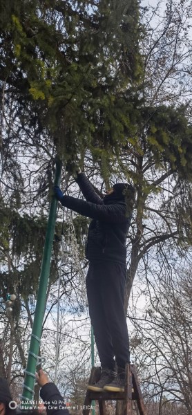 Акция! Подкастриха опасни дървета в Пловдивския Бевърли хилс