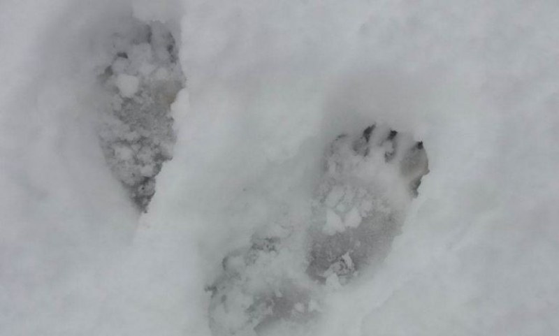 Следи на малка мечка в снега стреснаха хора в Родопите