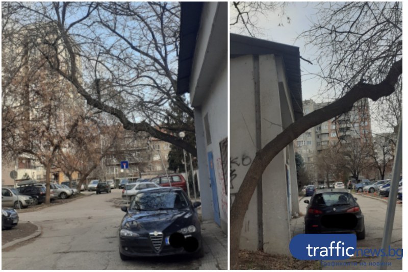 Въпреки сечта по ул. „Богомил”, опасни дървета в района продължават да притесняват жители