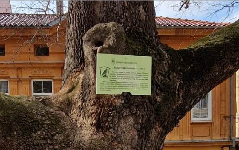 Вековни дървета в Асеновград са обявени за защитени