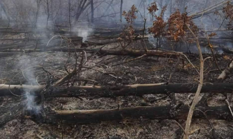 Пожар унищожи над 30 декара гора в Хисарско
