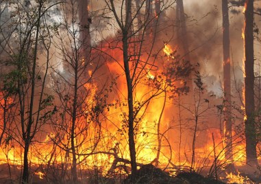Голям горски пожар бушува в Хисарско