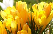 100-godishen-temperaturen-rekord-525.jpg