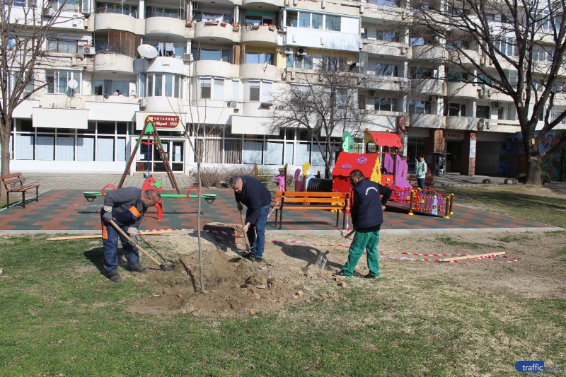 Засадиха 14 нови дървета в Кършияка