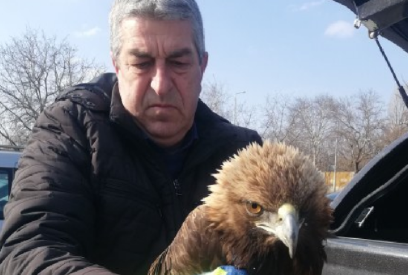 Почина скалният орел, пострадал от токов удар край Асеновград