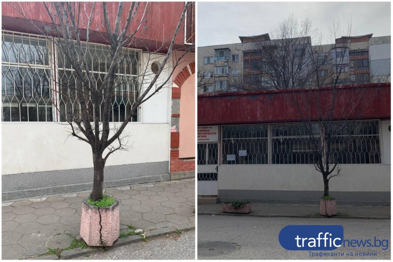 Дърво поникна в кош за отпадъци в Пловдив
