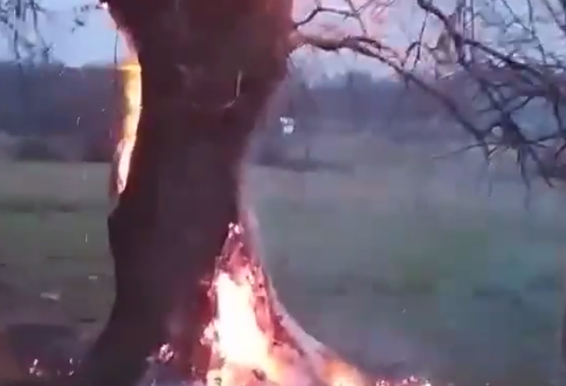 Дърво горя край Асеновград, вероятно заради хвърлен фас