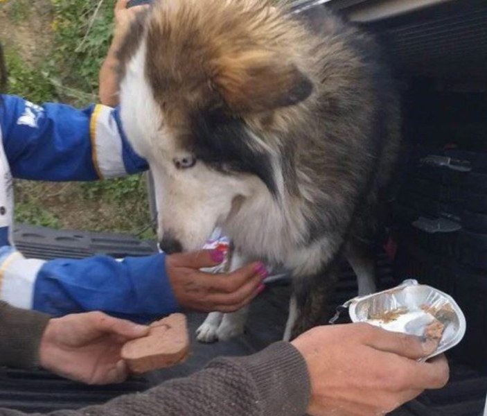 Куче оцеля 23 дни под развалините в Турция