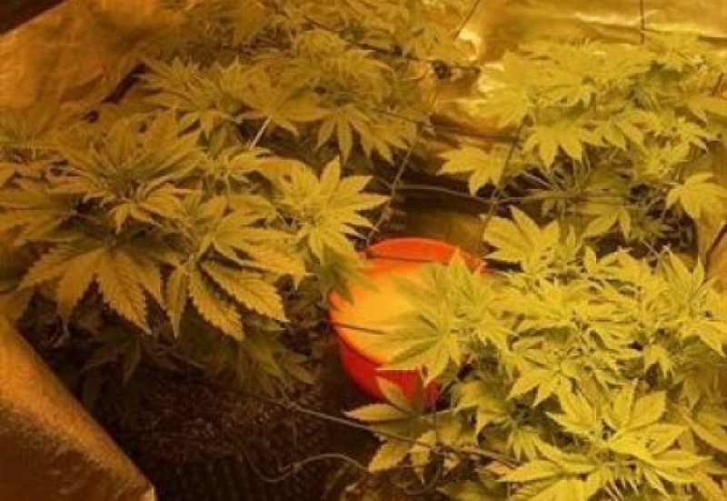 Осъдиха мъж от Асеновград, отглеждал марихуана за 23 бона в гаража си