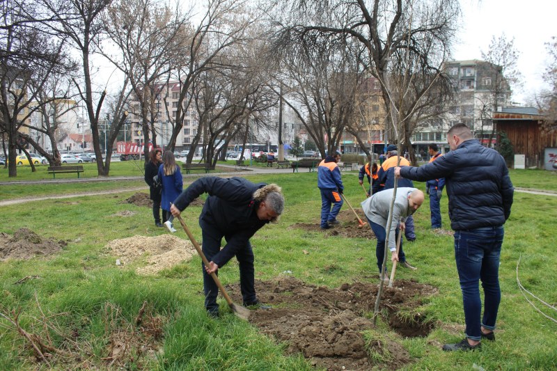 Нови чинари пуснаха корени в “Северен“