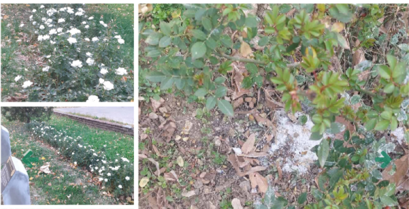 Вандали унищожиха рози в Карлово, посипаха ги с морска сол
