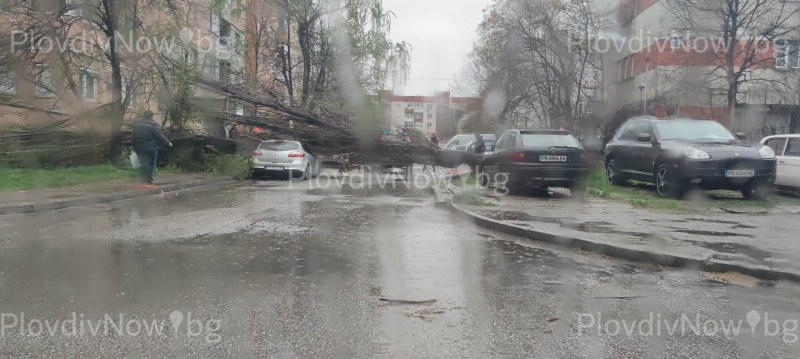 Огромно дърво се стовари на улица в Кючука