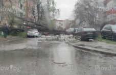 kakvi-prava-imame-ako-darvo-padne-varhu-210.jpg