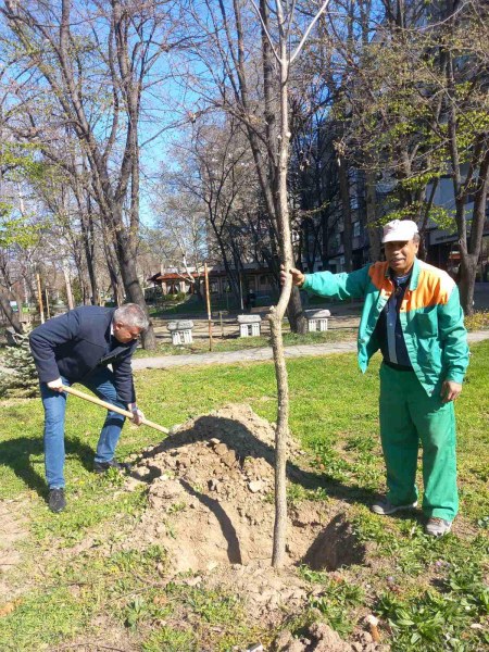 40 нови дръвчета пуснаха корени по бул. “България“