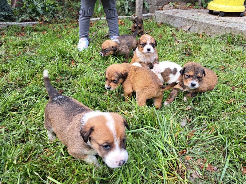Търсят дом за седем малки кученца в Стамболийски