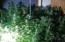 plovdivchanite-otglezhdali-marihuana-45-949.jpg