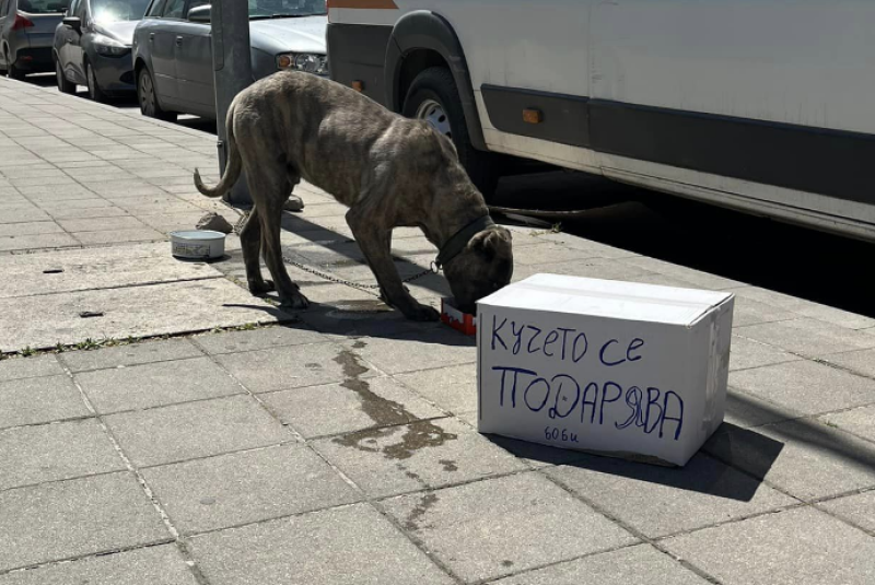 Изоставиха куче на улица в Кючука с надпис “подарява се“