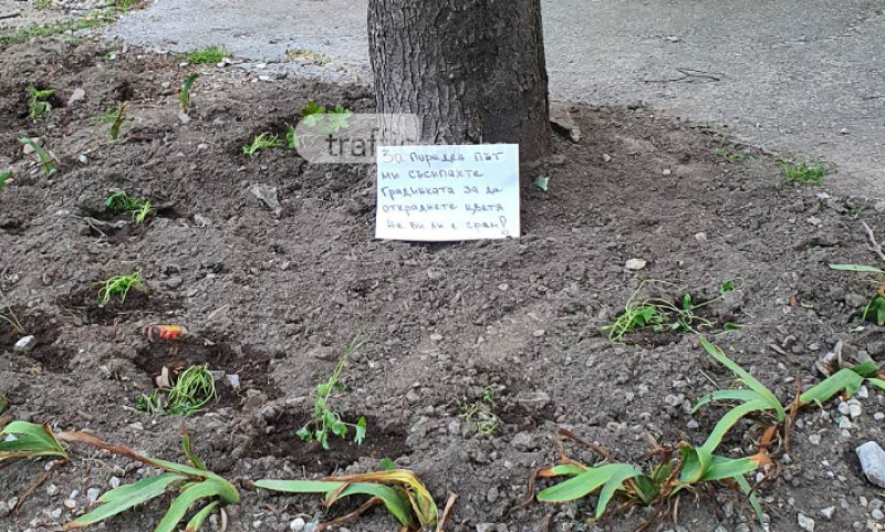 Пловдивчани неуморно крадат цветя и унищожават чуждите градини