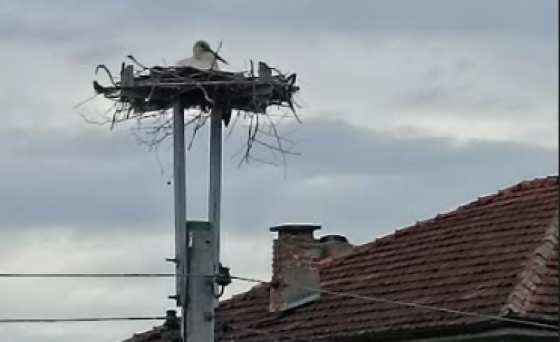 Преместено гнездо в село Труд приюти двойка щъркели