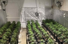 domashna-laboratoriia-marihuana-522.png