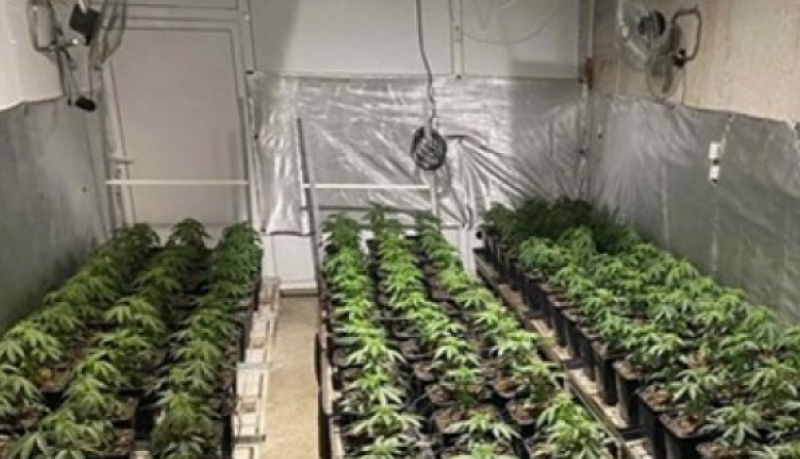 Домашна лаборатория за марихуана разкриха в Пловдив