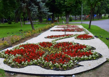 6300 цветя красят Асеновград, пъстър килим радва очите
