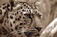 leopard-izbiaga-zooparka-stara-zagora-858.jpg
