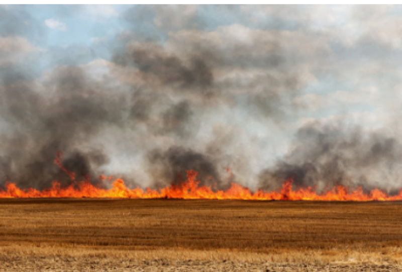 Пожар унищожи декари пшеница край Раковски