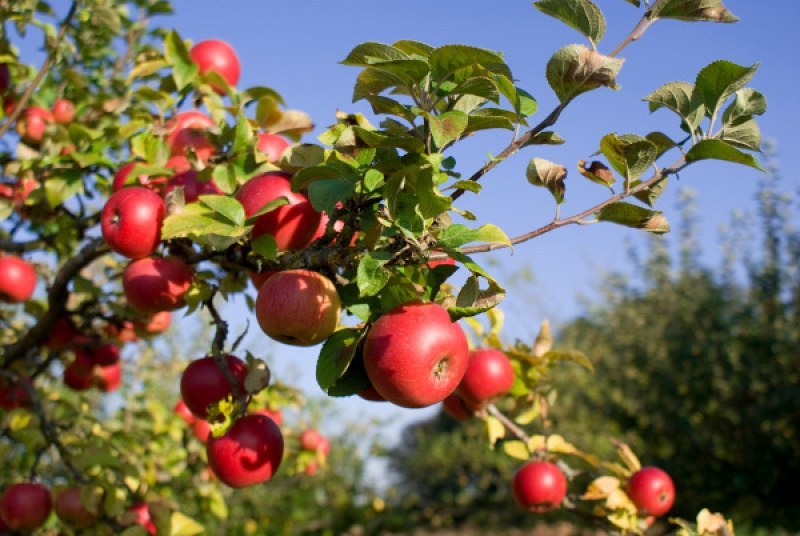Производител на ябълки от Кричим: 90 процента от реколтата е унищожена