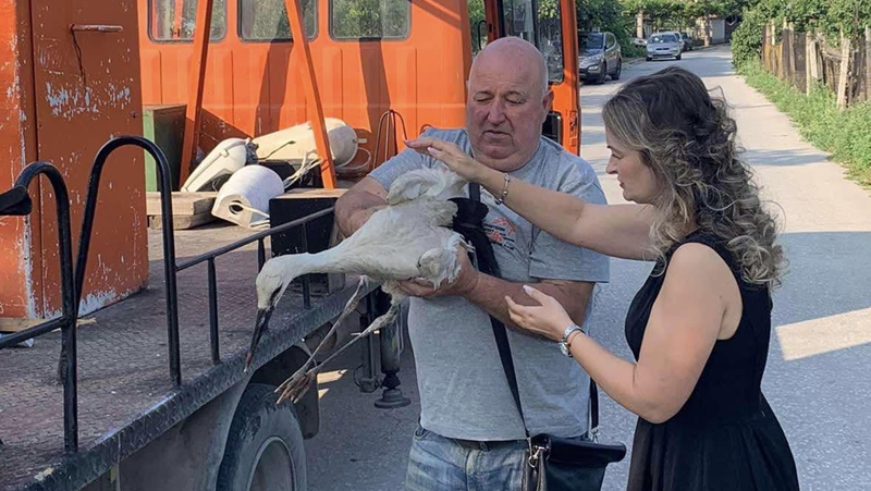 Щъркел падна от гнездото си в Стамболийски, спасиха го