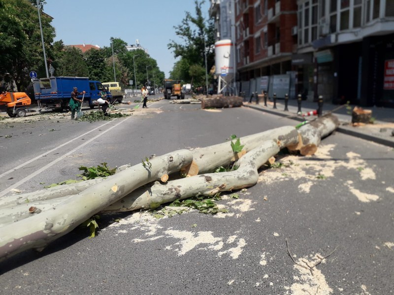 “Градини и паркове“ спряха за кратко премахването на дървета по бул. „Васил Априлов“