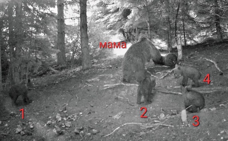 Мечка роди 4 малки в Родопите