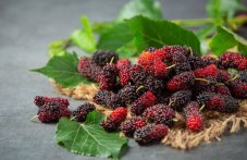 chernitsata-superhrana-mnogo-polzi-299.jpg