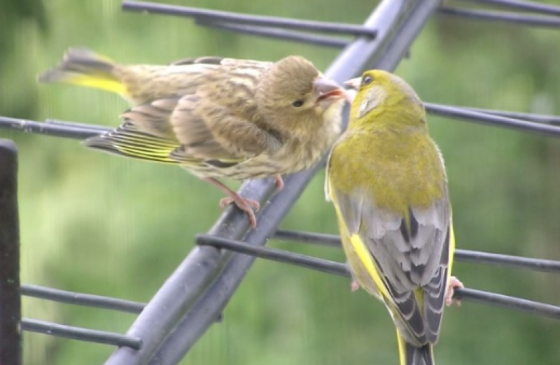 Защитени птици откриха в имот в Перущица