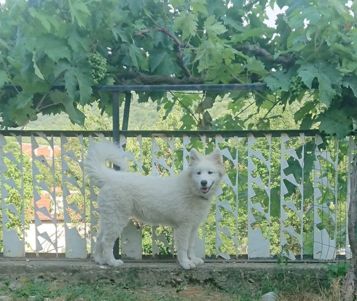 Кученце се изгуби край кукленското село Руен, стопаните му го търсят