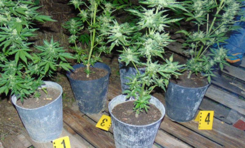 Растения марихуана откриха и в Хисарско, и в Асеновград
